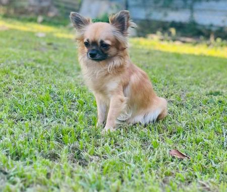 Chihuahua (Smooth Coat) for sale by CHILOVECHI