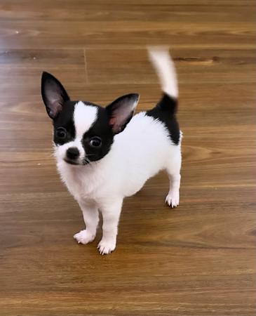 Chihuahua (Smooth Coat) for sale by CHILOVECHI