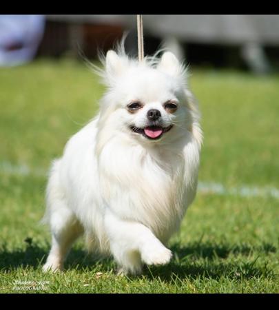 Chihuahua (Smooth Coat) for sale by CHILOVECHI