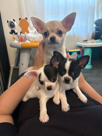 Chihuahua (Smooth Coat) for sale by CHILOVECHI
