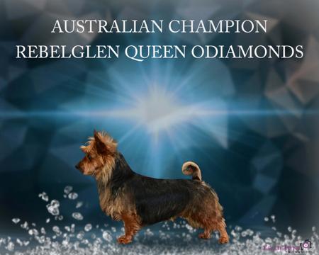 Australian Terrier for sale by REBELGLEN / ALIZARIN