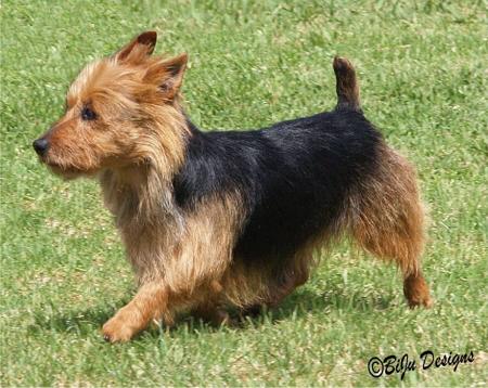 Australian Terrier for sale by REBELGLEN / ALIZARIN