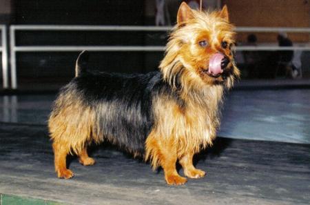 Australian Terrier for sale by REBELGLEN