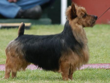 Australian Terrier for sale by REBELGLEN / ALIZARIN