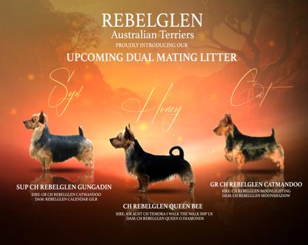 Australian Terrier for sale by REBELGLEN / ALIZARIN