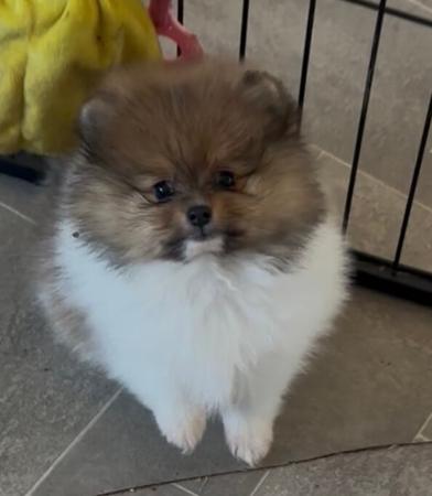 Pomeranian puppy for sale by POSMO