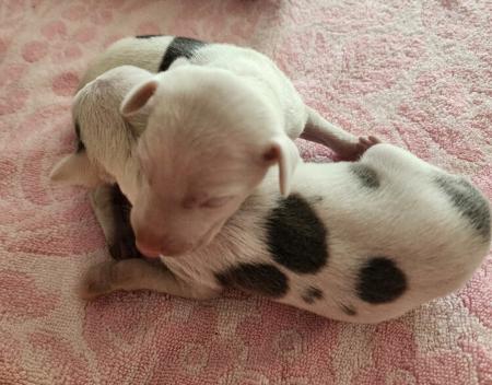 Italian Greyhound puppy for sale by WONDOAN