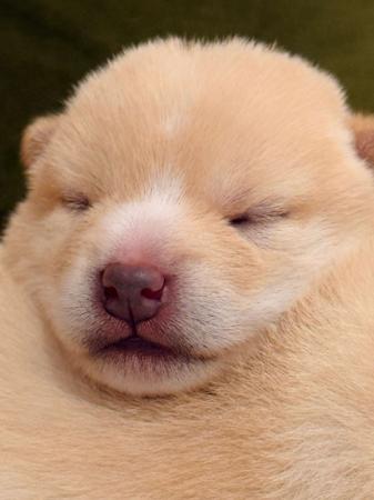 Shiba Inu puppy for sale by REDTALES