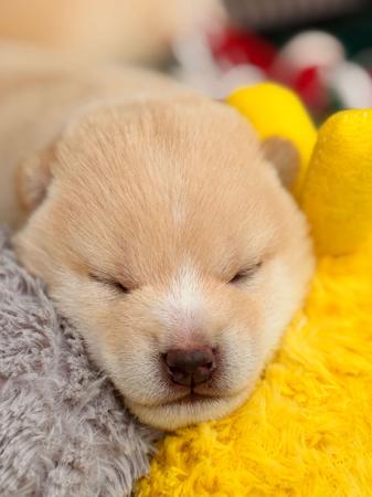 Shiba Inu puppy for sale by REDTALES