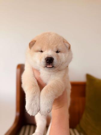 Shiba Inu puppy for sale by REDTALES