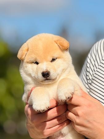Shiba Inu puppy for sale by REDTALES
