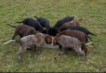 German Shorthaired Pointer for sale by ABUSTEFANOS