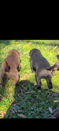 German Shorthaired Pointer for sale by ABUSTEFANOS