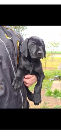 German Shorthaired Pointer for sale by ABUSTEFANOS