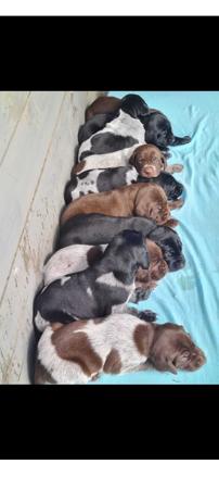 German Shorthaired Pointer for sale by ABUSTEFANOS