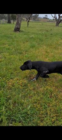 German Shorthaired Pointer for sale by ABUSTEFANOS