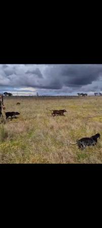 German Shorthaired Pointer for sale by ABUSTEFANOS