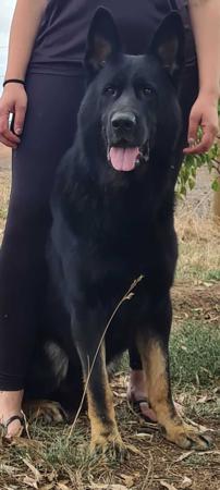 German Shepherd Dog for sale by ABUSTEFANOS