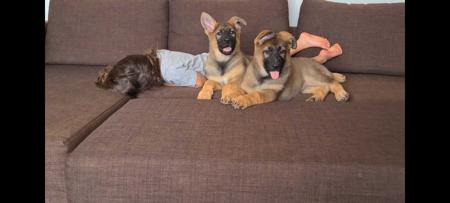 German Shepherd Dog for sale by ABUSTEFANOS