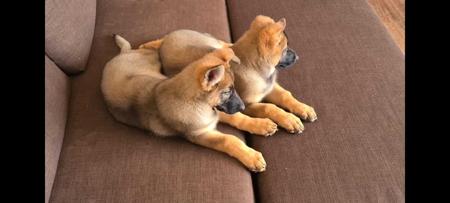 German Shepherd Dog for sale by ABUSTEFANOS