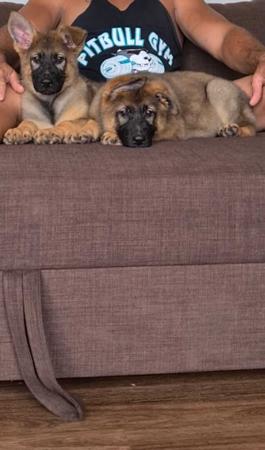 German Shepherd Dog for sale by ABUSTEFANOS