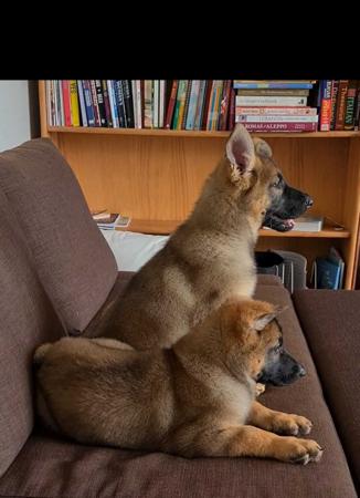 German Shepherd Dog for sale by ABUSTEFANOS