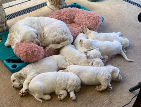 Clumber Spaniel for sale by KANGALA