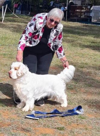 Clumber Spaniel for sale by KANGALA