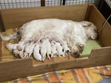 Clumber Spaniel for sale by KANGALA