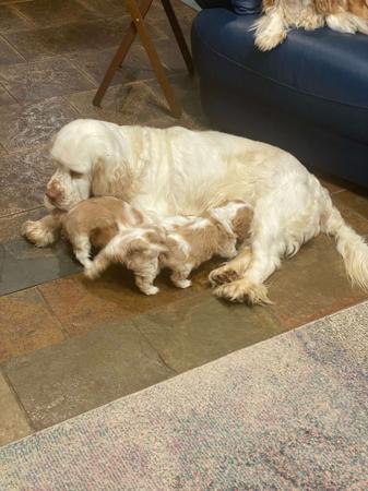 Clumber Spaniel for sale by KANGALA
