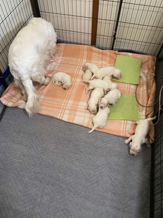 Clumber Spaniel for sale by KANGALA