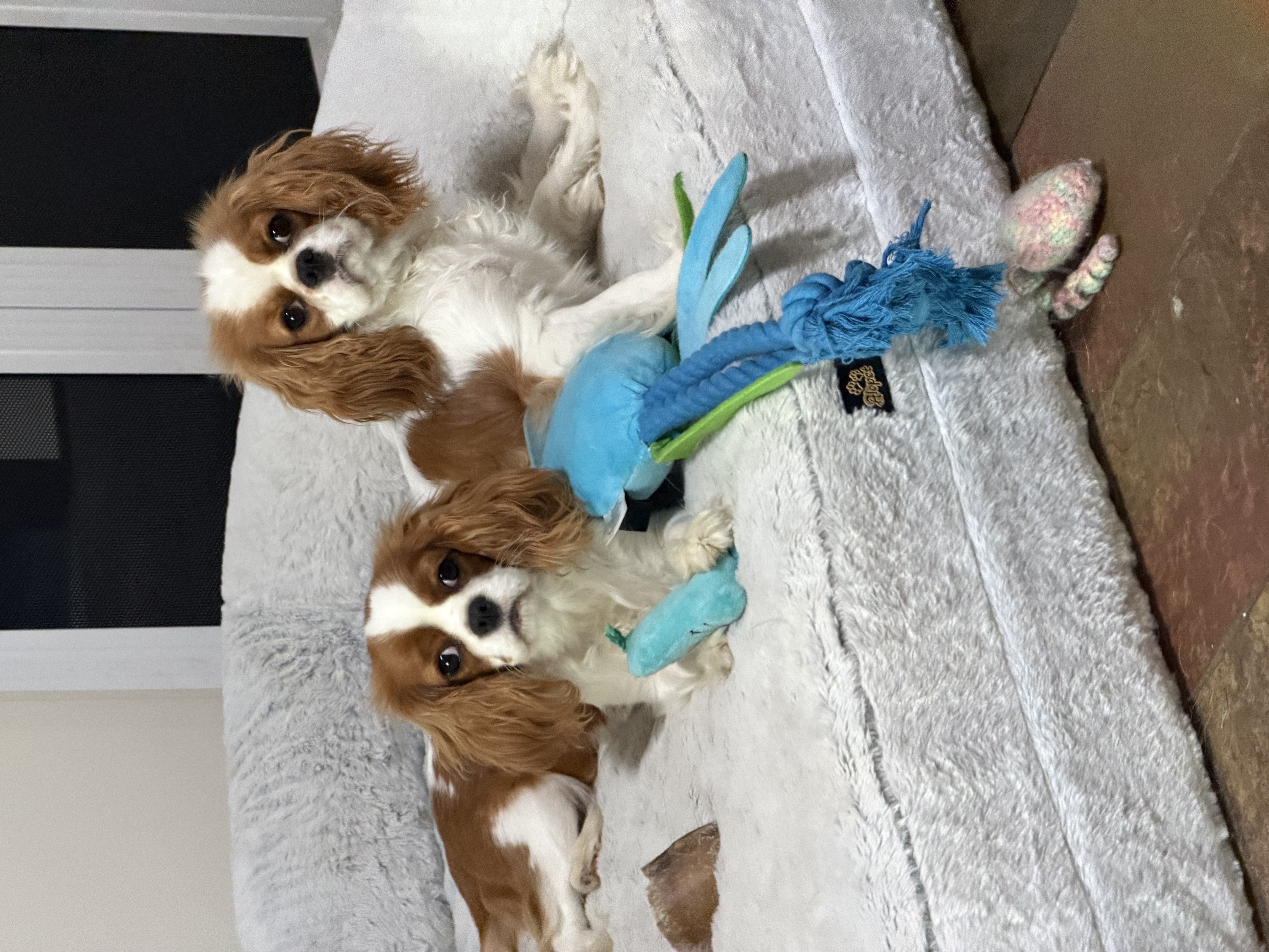 Cavalier King Charles Spaniel puppy for sale by KANGALA