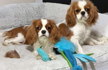 Cavalier King Charles Spaniel dog for sale by KANGALA