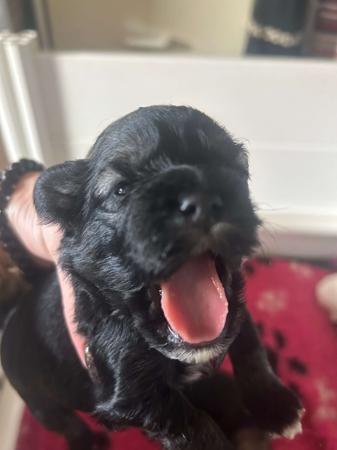 Lowchen for sale by KRISTARZ