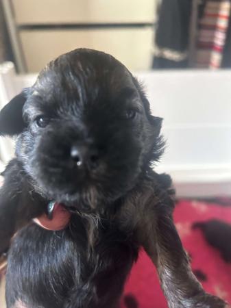 Lowchen for sale by KRISTARZ