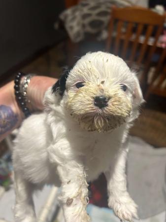 Lowchen for sale by KRISTARZ