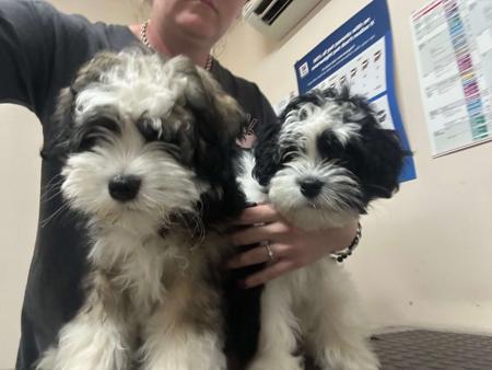 Lowchen for sale by KRISTARZ