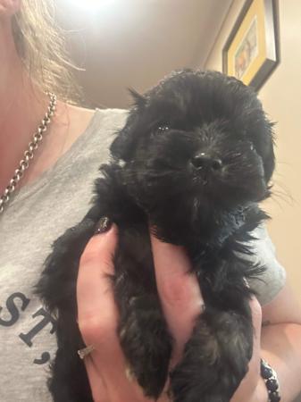 Lowchen puppy for sale by CHARDING