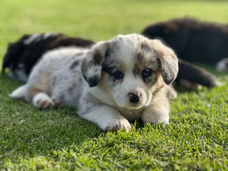 Welsh Corgi (Cardigan) for sale by GRACEPOL