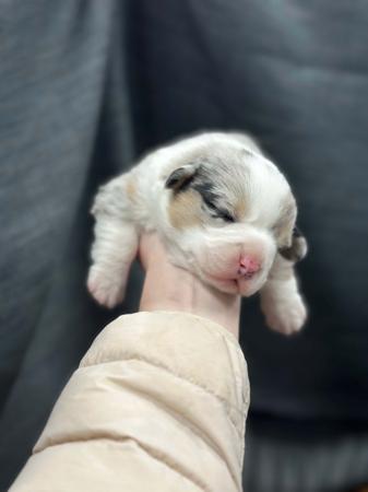 Welsh Corgi (Cardigan) for sale by GRACEPOL