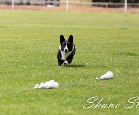 Welsh Corgi (Cardigan) for sale by GRACEPOL