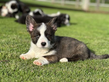 Welsh Corgi (Cardigan) for sale by GRACEPOL