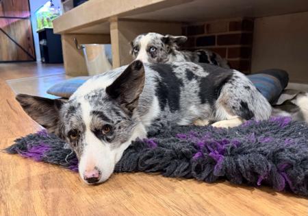 Welsh Corgi (Cardigan) puppy for sale by GRACEPOL