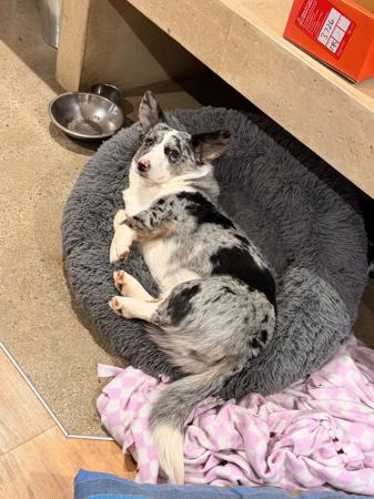 Welsh Corgi (Cardigan) dog for sale by GRACEPOL