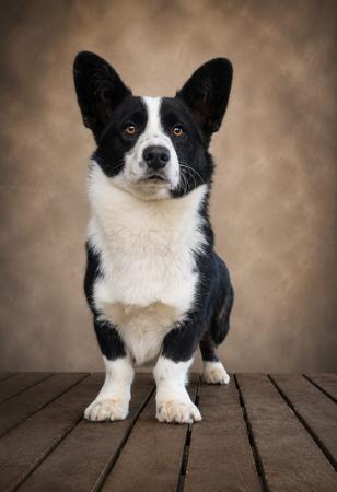 Gracepol Peppermint Moon Welsh Corgi (Cardigan)