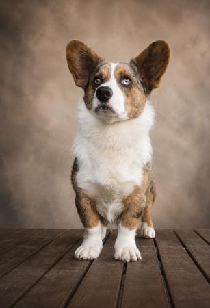 Gracepol Starlight Drive Welsh Corgi (Cardigan)