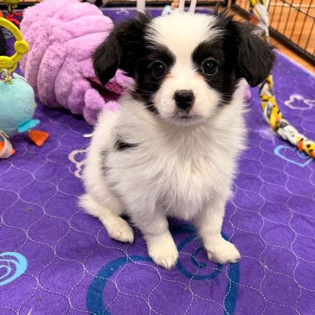 Papillon puppy for sale by GRACEPOL