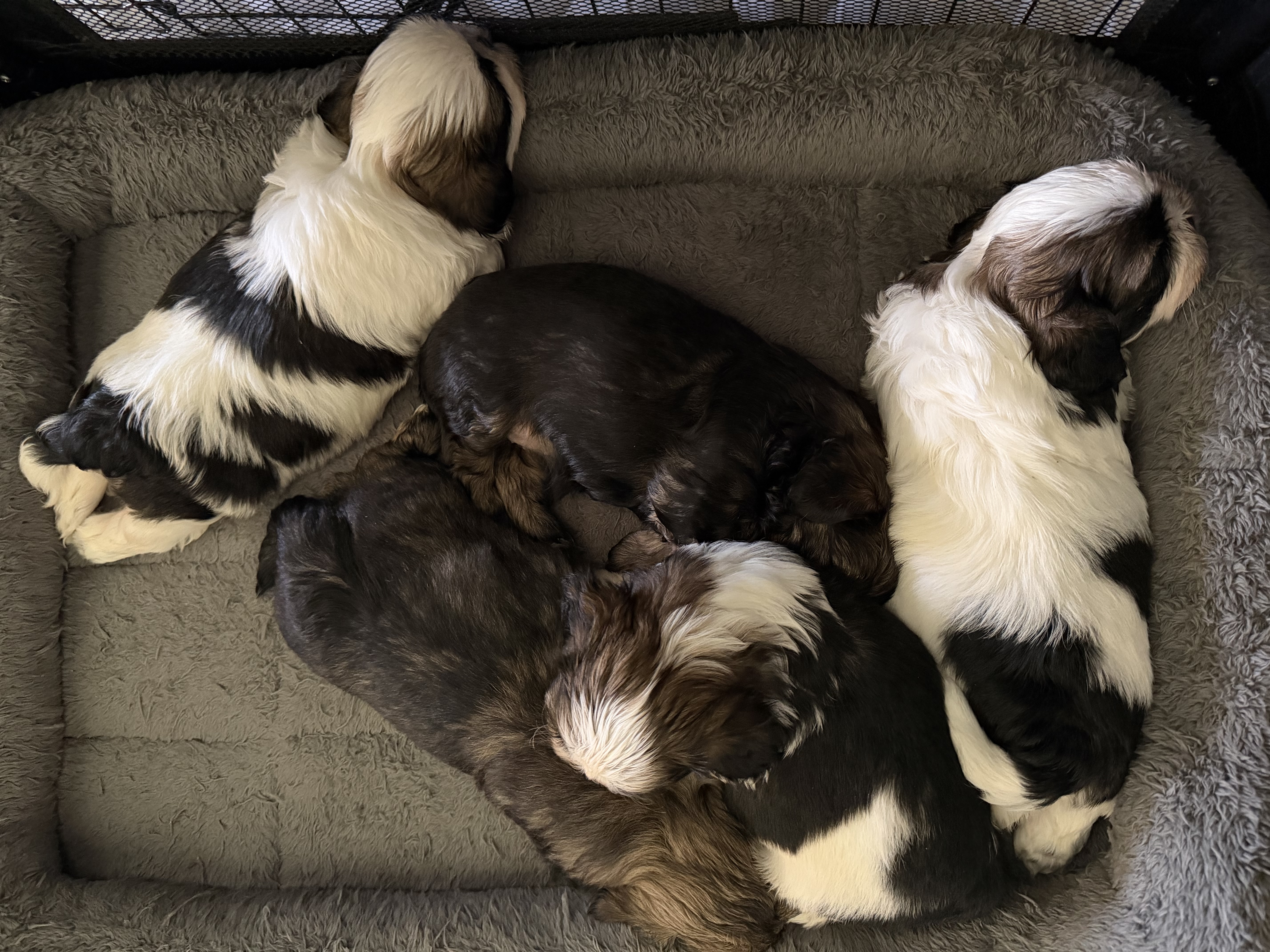 Shih Tzu puppy for sale by BELTZU