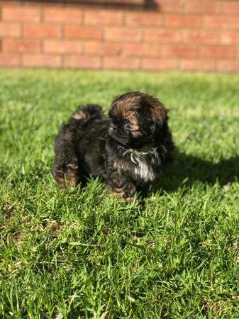 Beltzu Truely Madly Deeply Shih Tzu