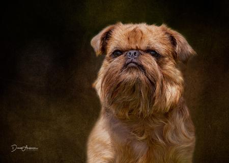 Griffon Bruxellois for sale by ANGELAM